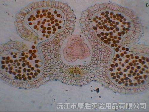 百合花药