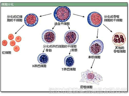 细胞分化