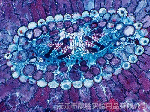 细胞生物学与遗传学切片