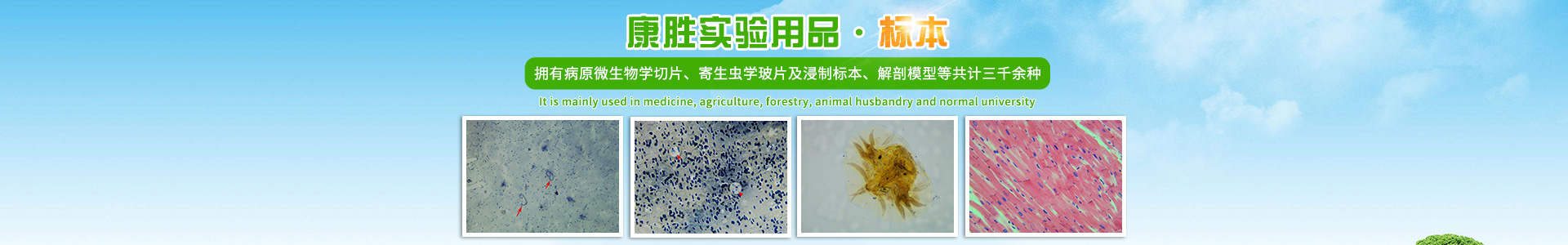 沅江市康胜实验用品有限公司_医学标本加工|免疫学切片|病原微生物学切片|解剖陈列标本